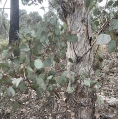 Eucalyptus polyanthemos at Aranda, ACT - 7 Sep 2022 04:11 PM