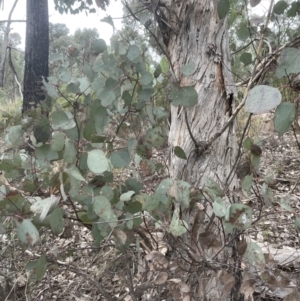 Eucalyptus polyanthemos at Aranda, ACT - 7 Sep 2022