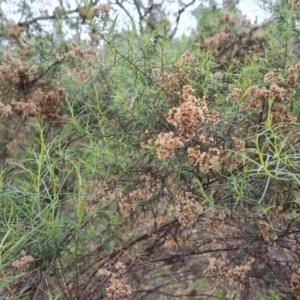 Cassinia quinquefaria at Jerrabomberra, ACT - 7 Sep 2022