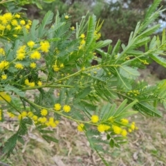 Acacia decurrens (Green Wattle) at Jerrabomberra, ACT - 7 Sep 2022 by Mike
