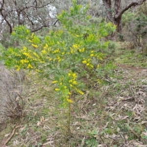 Acacia decurrens at Jerrabomberra, ACT - 7 Sep 2022