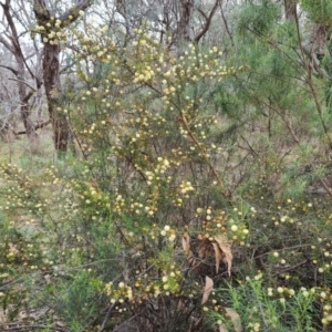 Acacia ulicifolia at Jerrabomberra, ACT - 7 Sep 2022