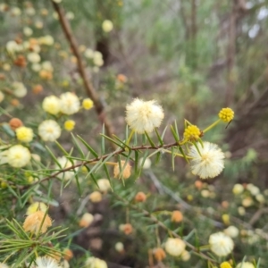 Acacia ulicifolia at Jerrabomberra, ACT - 7 Sep 2022