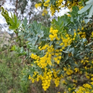 Acacia baileyana at Jerrabomberra, ACT - 7 Sep 2022 04:16 PM