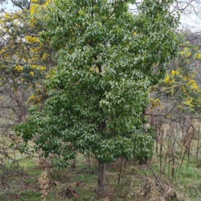 Brachychiton populneus subsp. populneus (Kurrajong) at Isaacs Ridge - 7 Sep 2022 by Mike