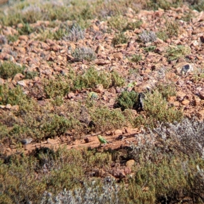 Melopsittacus undulatus (Budgerigar) at Tibooburra, NSW - 29 Aug 2022 by Darcy