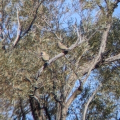 Northiella haematogaster (Greater Bluebonnet) at Tibooburra, NSW - 29 Aug 2022 by Darcy