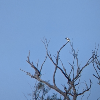 Todiramphus pyrrhopygius (Red-backed Kingfisher) at Tibooburra, NSW - 30 Aug 2022 by Darcy