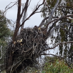 Aquila audax at Jerrabomberra, ACT - 7 Sep 2022