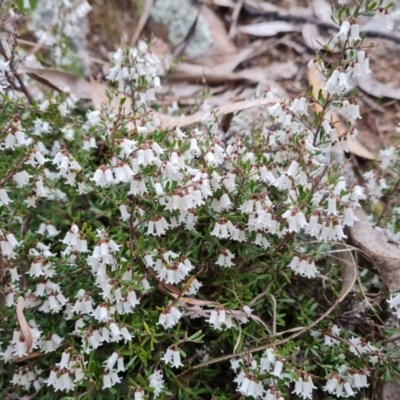 Cryptandra amara (Bitter Cryptandra) at Isaacs Ridge - 7 Sep 2022 by Mike