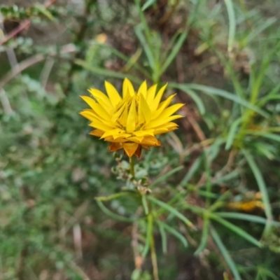 Xerochrysum viscosum (Sticky Everlasting) at Jerrabomberra, ACT - 7 Sep 2022 by Mike