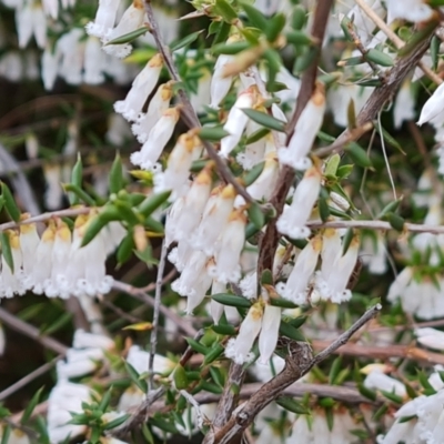 Leucopogon fletcheri subsp. brevisepalus (Twin Flower Beard-Heath) at Isaacs Ridge - 7 Sep 2022 by Mike