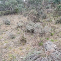 Leucopogon fletcheri subsp. brevisepalus at Jerrabomberra, ACT - 7 Sep 2022