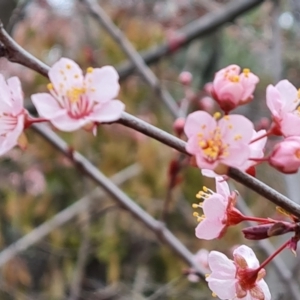 Prunus cerasifera at Jerrabomberra, ACT - 7 Sep 2022