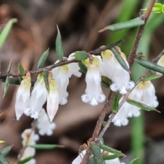 Leucopogon fletcheri subsp. brevisepalus (Twin Flower Beard-Heath) at Isaacs Ridge - 7 Sep 2022 by Mike