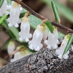 Leucopogon fletcheri subsp. brevisepalus at Jerrabomberra, ACT - 7 Sep 2022