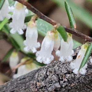 Leucopogon fletcheri subsp. brevisepalus at Jerrabomberra, ACT - 7 Sep 2022