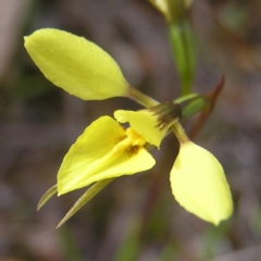 Diuris chryseopsis (Golden Moth) at Kambah, ACT - 7 Sep 2022 by MatthewFrawley