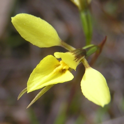 Diuris chryseopsis (Golden Moth) at Mount Taylor - 7 Sep 2022 by MatthewFrawley