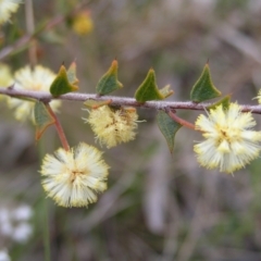 Acacia gunnii (Ploughshare Wattle) at Kambah, ACT - 7 Sep 2022 by MatthewFrawley