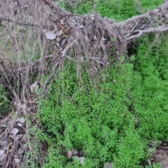 Galium aparine (Goosegrass, Cleavers) at Isaacs Ridge - 7 Sep 2022 by Mike