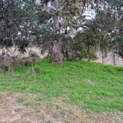 Galium aparine at Jerrabomberra, ACT - 7 Sep 2022