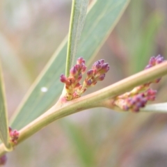 Daviesia mimosoides at Kambah, ACT - 7 Sep 2022