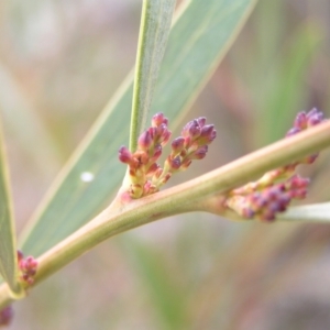 Daviesia mimosoides at Kambah, ACT - 7 Sep 2022 03:04 PM