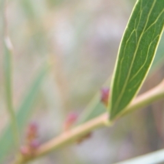 Daviesia mimosoides at Kambah, ACT - 7 Sep 2022 03:04 PM