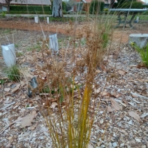 Juncus sp. at Curtin, ACT - 7 Sep 2022 04:45 PM