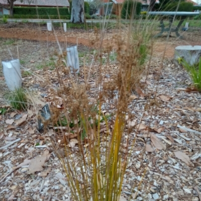 Juncus sp. (A Rush) at Curtin, ACT - 7 Sep 2022 by JohnDM