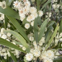 Acacia melanoxylon (Blackwood) at Paddys River, ACT - 7 Sep 2022 by SteveBorkowskis