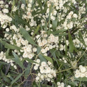 Acacia melanoxylon at Paddys River, ACT - 7 Sep 2022 01:20 PM