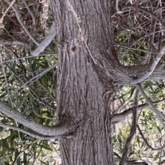 Acacia melanoxylon at Paddys River, ACT - 7 Sep 2022 01:20 PM