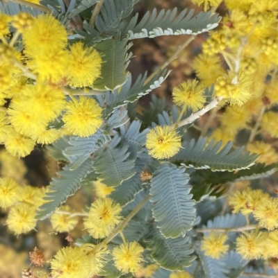 Acacia baileyana (Cootamundra Wattle, Golden Mimosa) at Paddys River, ACT - 7 Sep 2022 by Steve_Bok