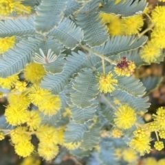 Acacia baileyana at Paddys River, ACT - 7 Sep 2022