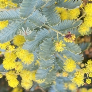 Acacia baileyana at Paddys River, ACT - 7 Sep 2022