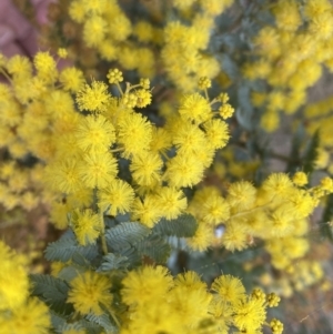 Acacia baileyana at Paddys River, ACT - 7 Sep 2022