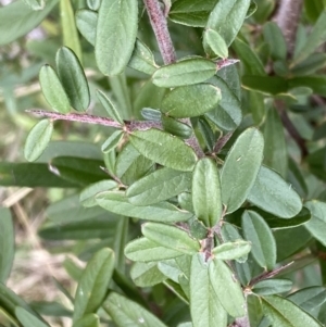 Pyracantha angustifolia at Paddys River, ACT - 7 Sep 2022