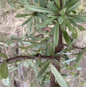 Pyracantha angustifolia at Paddys River, ACT - 7 Sep 2022 01:49 PM