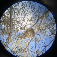 Phascolarctos cinereus (Koala) at Tidbinbilla Nature Reserve - 7 Sep 2022 by teeniiee