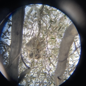 Phascolarctos cinereus at Paddys River, ACT - 7 Sep 2022