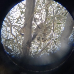 Phascolarctos cinereus at Paddys River, ACT - 7 Sep 2022