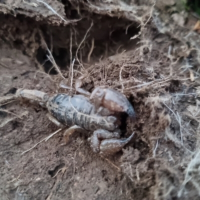 Urodacus manicatus (Black Rock Scorpion) at Bungendore, NSW - 7 Sep 2022 by clarehoneydove