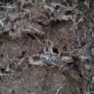 Urodacus manicatus at Bungendore, NSW - 7 Sep 2022 05:52 PM