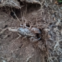 Urodacus manicatus at Bungendore, NSW - 7 Sep 2022 05:52 PM