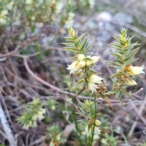 Melichrus urceolatus at Bungendore, NSW - 4 Sep 2022