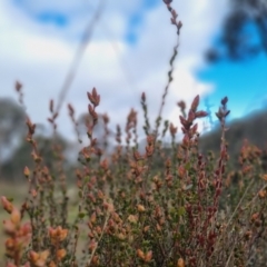 Brachyloma daphnoides (Daphne Heath) at Bungendore, NSW - 4 Sep 2022 by clarehoneydove