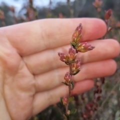 Brachyloma daphnoides at Bungendore, NSW - 4 Sep 2022 04:05 PM