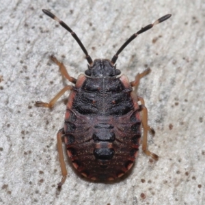 Diemenia rubromarginata at Acton, ACT - 21 Aug 2022 11:12 AM